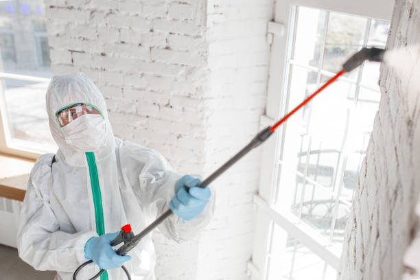 Best Basement Mold Removal  in Dunellen, NJ